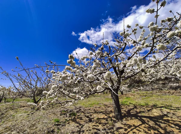 El Jerte vadisinde kiraz çiçeği, Tornavacas köyü, Caceres vilayeti, Extremadura, İspanya