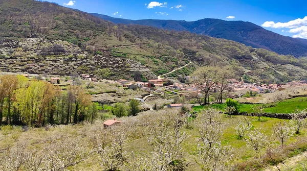Cherry blossom in El Jerte valley, near Tornavacas village, Caceres province, Extremadura, Spain — Stockfoto