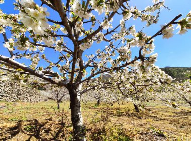 İspanya 'nın Caceres eyaleti Tornavacas köyü yakınlarındaki El Jerte vadisinde kiraz çiçeği.