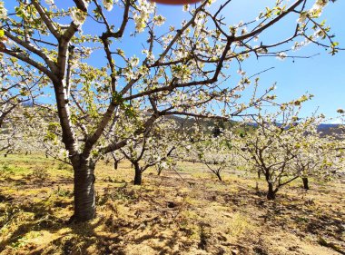 İspanya 'nın Caceres eyaleti Tornavacas köyü yakınlarındaki El Jerte vadisinde kiraz çiçeği.
