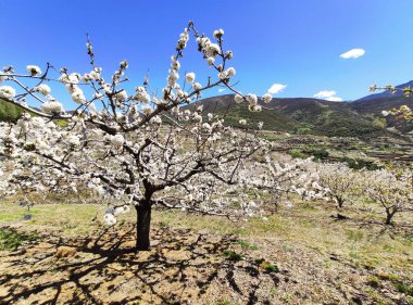İspanya 'nın Caceres eyaleti Tornavacas köyü yakınlarındaki El Jerte vadisinde kiraz çiçeği.
