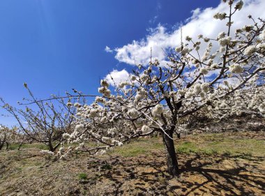 İspanya 'nın Caceres eyaleti Tornavacas köyü yakınlarındaki El Jerte vadisinde kiraz çiçeği.