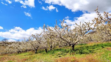İspanya 'nın Caceres eyaleti Tornavacas köyü yakınlarındaki El Jerte vadisinde kiraz çiçeği.