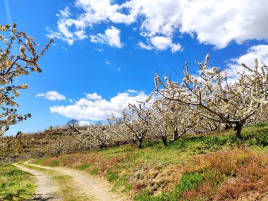 İspanya 'nın Caceres eyaleti Tornavacas köyü yakınlarındaki El Jerte vadisinde kiraz çiçeği.