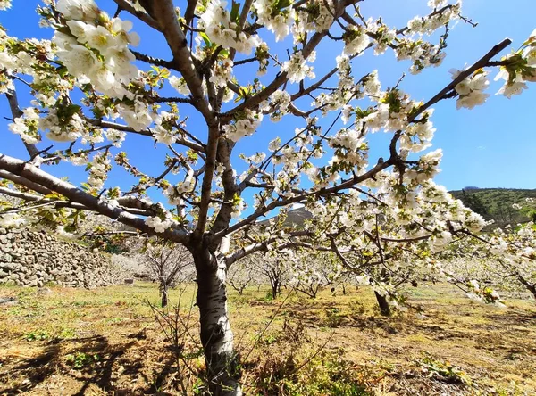 İspanya 'nın Caceres eyaleti Tornavacas köyü yakınlarındaki El Jerte vadisinde kiraz çiçeği.