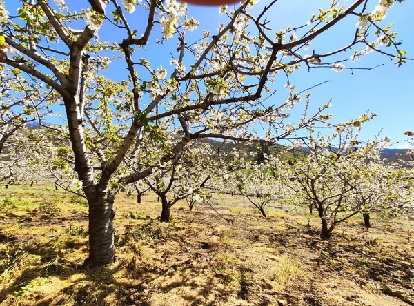İspanya 'nın Caceres eyaleti Tornavacas köyü yakınlarındaki El Jerte vadisinde kiraz çiçeği.