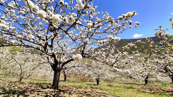Cherry Blossom Jerte Valley Tornavacas Village Caceres Province Spain — стоковое фото