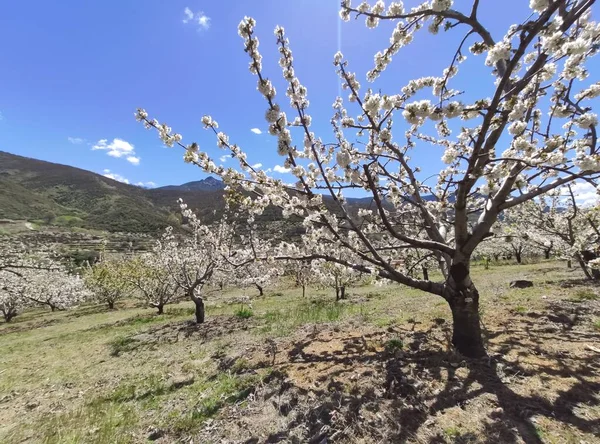 Kirschblüte Tal Jerte Der Nähe Von Tornavacas Provinz Caceres Spanien — Stockfoto