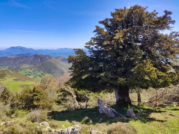 Sierra Penamayor Comarca Sidra Nava Bimenes Asturias Spain — Stockfoto