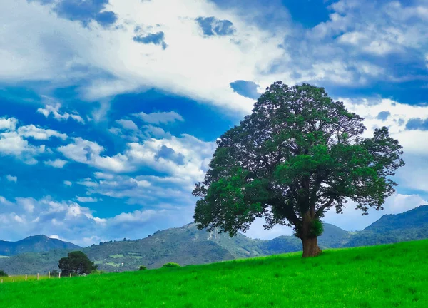スペインのアストゥリアス州 コマルカ シドラ Comarca Sidra に近いメドウズと木 — ストック写真