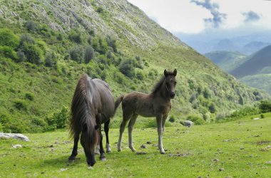 Asturcon atları Sierra del Sueve, Asturias, İspanya 'da otluyor.
