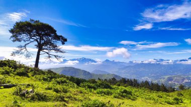 Çam ağacı ve Picos de Europa Ulusal Parkı Sueve Sıradağları 'ndan görüldü. Asturias, İspanya