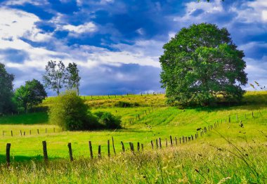 Nava köyü yakınlarındaki çayırlar ve ağaçlar, Comarca de la Sidra, Asturias, İspanya
