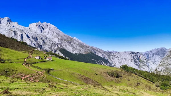 Ovelhas Terenosa Caminho Pico Naranjo Bulnes Parque Nacional Picos Europa — Fotografia de Stock