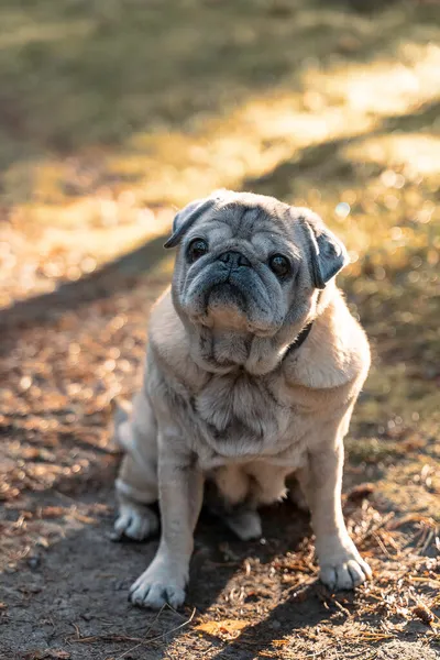 A beautiful dog is sitting in the autumn forest — Stock Photo, Image