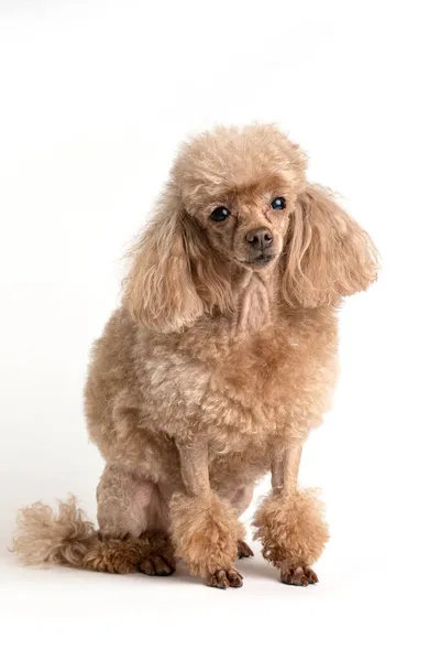浅色背景的漂亮狗的肖像 — 图库照片