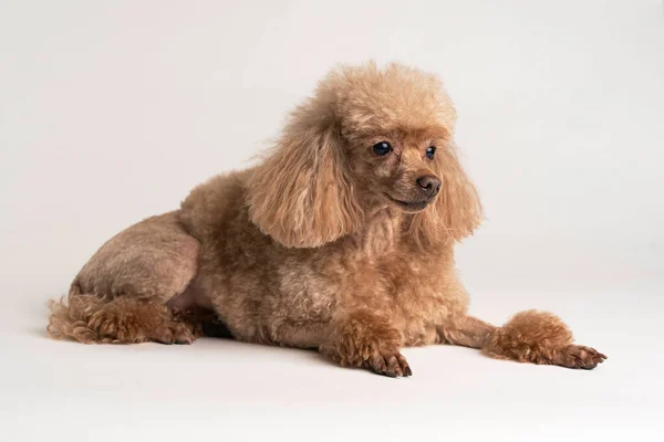 Retrato de un hermoso perro sobre un fondo claro —  Fotos de Stock