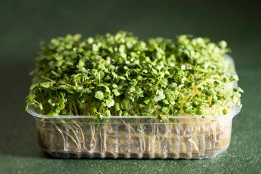 Yeşil arka planda bir kabın içindeki mikroyeşil, evde yetişen kullanışlı bir mikroyeşil