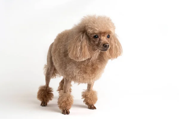 Портрет красивой собаки на светлом фоне — стоковое фото