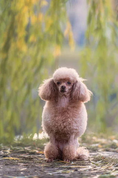 秋の公園で美しい小さな犬の肖像画 — ストック写真