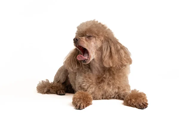 Πορτρέτο ενός όμορφου σκύλου σε ένα ελαφρύ φόντο — Φωτογραφία Αρχείου