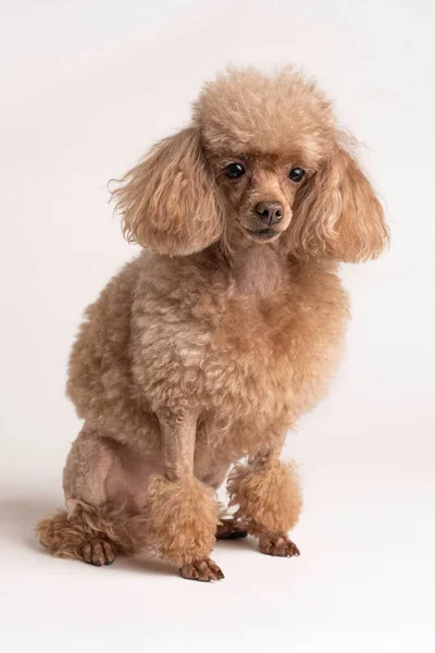 Retrato de un hermoso perro sobre un fondo claro —  Fotos de Stock