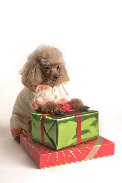 Un perro pequeño con regalos sobre un fondo claro —  Fotos de Stock