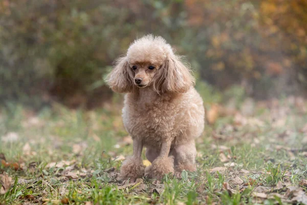 Beautiful dog poodle in the park in the smoke — Stock Photo, Image