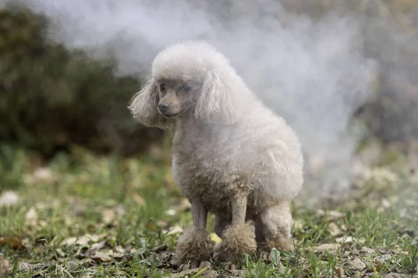 Beautiful dog poodle in the park in the smoke — Stock Photo, Image