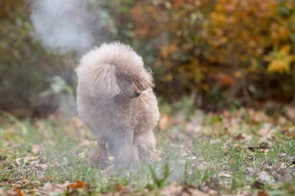 Beautiful dog poodle in the park in the smoke — Stock Photo, Image