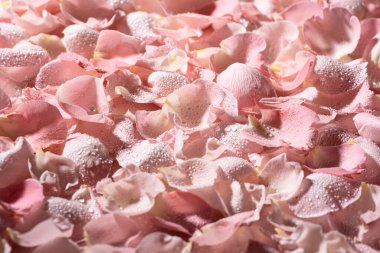 Çiğ damlaları yakın plan gül yapraklarının arkaplanı