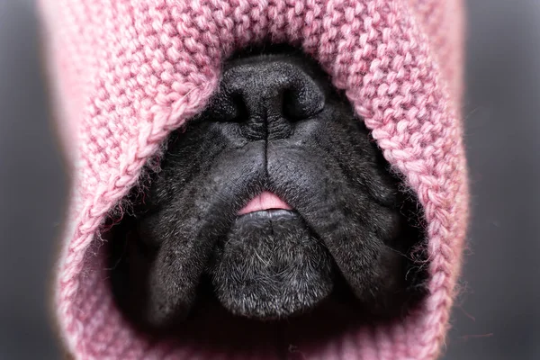 Морда немецкой собаки-боксера в вязаном шарфе с видом спереди — стоковое фото