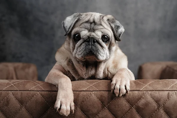Пожилой мопс сидит на собачьем диване и смотрит вперед, крупным планом вид спереди — стоковое фото