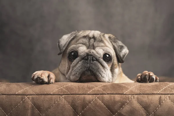 Пожилой мопс сидит на собачьем диване и смотрит вперед, крупным планом вид спереди — стоковое фото