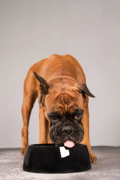 Dog eating dry food from a bowl on a gray background — стоковое фото