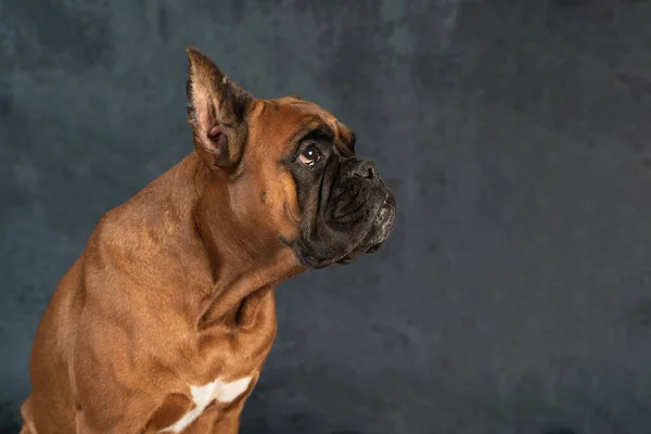 Портрет немецкой собаки-боксера на тёмном фоне — стоковое фото