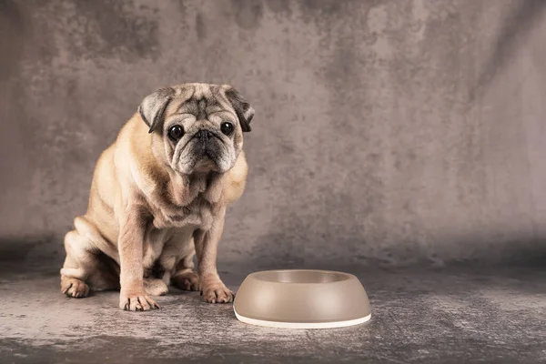 An elderly pug dog and a bowl on a gray background — Stock Fotó