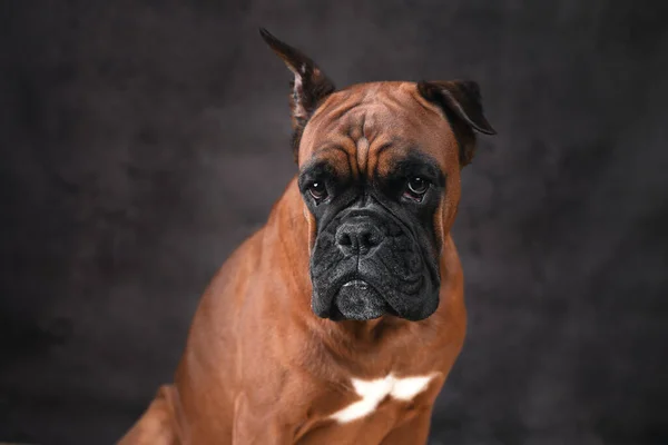 Portré egy német bokszoló fajta kutya egy sötét háttér — Stock Fotó