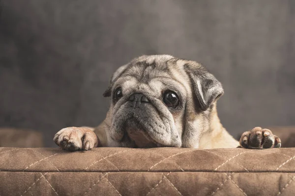 Пожилой мопс лежит на собачьем диване и смотрит вперед, крупным планом вид спереди — стоковое фото