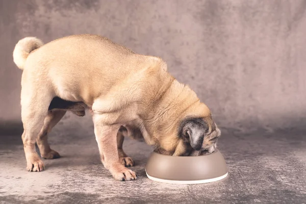 Kutya eszik egy tálból — Stock Fotó