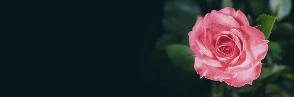 Mooie roze bloem close-up op een donkere achtergrond in banner formaat Stockfoto