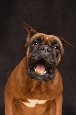 Köpek yakın mesafeden yiyecek yakalar.