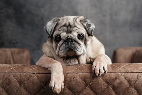 Egy idős mopsz ül egy kutya kanapén, és előre néz, közelről — Stock Fotó