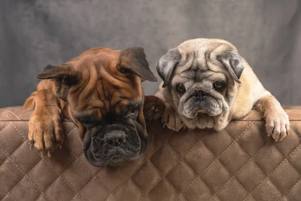 Две собаки мопс и боксер на кожаном диване — стоковое фото