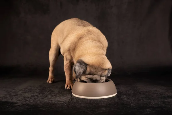 Kutya eszik egy tálból — Stock Fotó