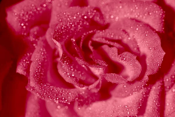 Rosa pétalas de rosa close-up vista superior macro — Fotografia de Stock