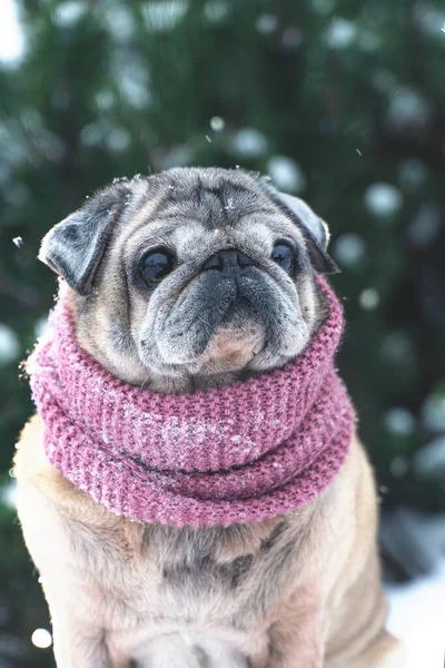 Een oudere pug in een wollen sjaal close-up op een winterdag Stockafbeelding