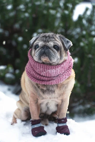 Een oudere pug in een wollen sjaal close-up op een winterdag Rechtenvrije Stockfoto's