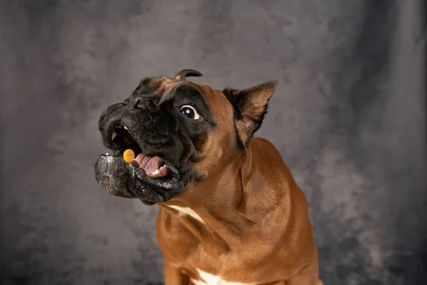 Kutya fogás élelmiszer repülés közben közelkép — Stock Fotó