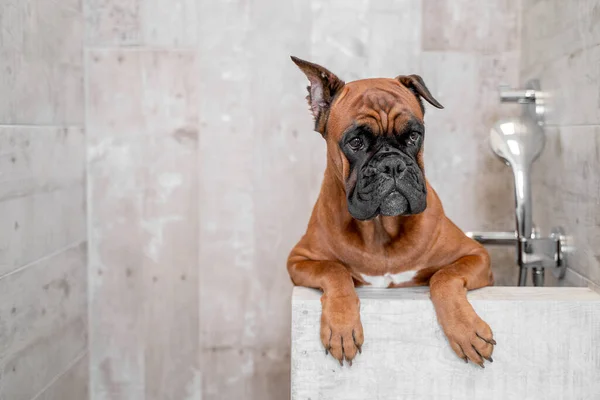 Kutyafajta bokszoló a fürdőszobában elölnézet — Stock Fotó